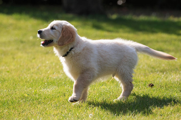 Золотистый ретривер щенок тренируется в саду
 - Фото, изображение