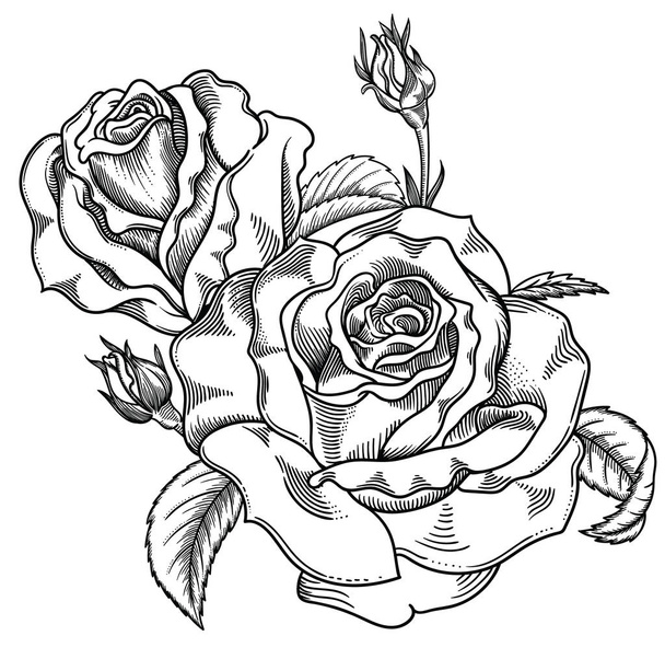 Ilustración vectorial de flores.Flores detalladas en estilo boceto en blanco y negro. Elegante decoración floral para diseño.Los elementos de composición se separan en cada grupo. Aislado sobre fondo blanco
 - Vector, Imagen