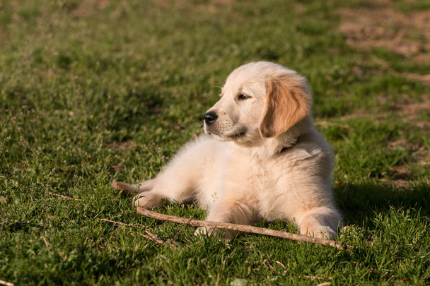 Золотой ретривер щенок в саду во время тренировки
 - Фото, изображение