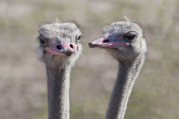 Ostrich Gossip - Фото, изображение