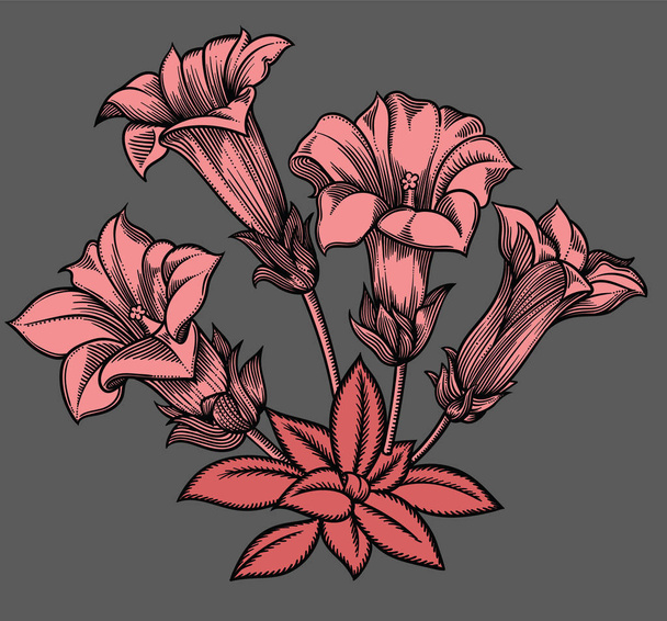 Vector detailed illustration of  blooming flowers. High quality illustration in sketch style with black outline. Elegant and romantic drawing   - Vektor, obrázek