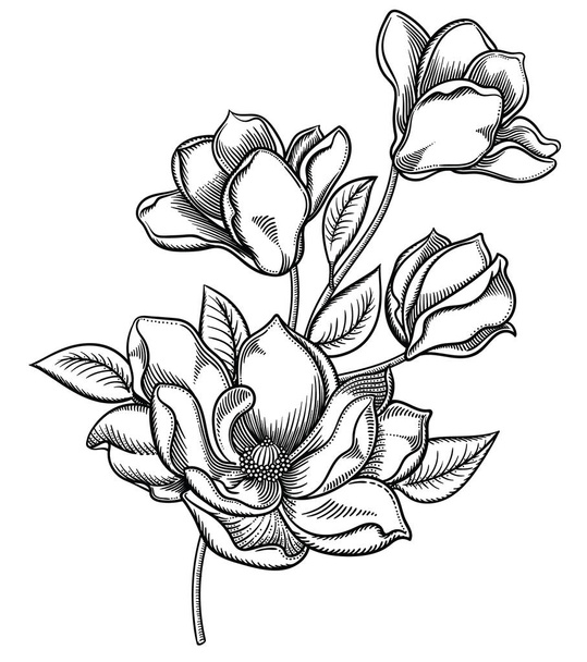 Vector illustration of flowers.Detailed flowers in black and white sketch style. Elegant floral decoration for design.Elements of composition are separated in each group. Isolated on white background - Wektor, obraz