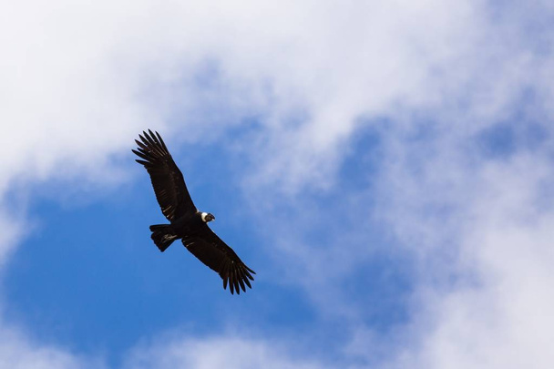 Flying King Vulture (Sarcoramphus papa) - Foto, Bild