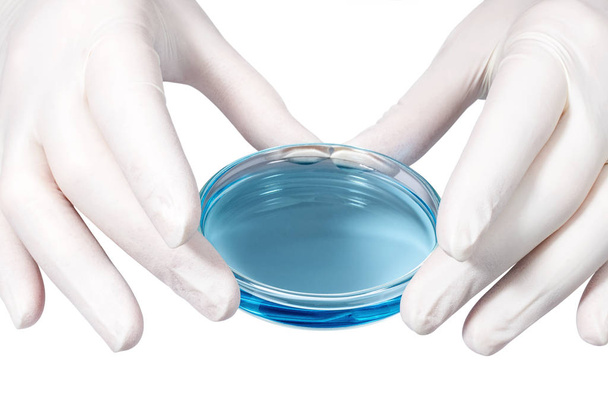 Медична концепція - руки лікаря в латексних рукавичках з чашкою Петрі, заповненою синьою рідиною
 - Фото, зображення