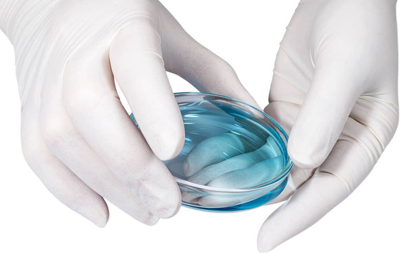 Conceito médico - mãos de médico em luvas de látex branco com placa de Petri
  - Foto, Imagem