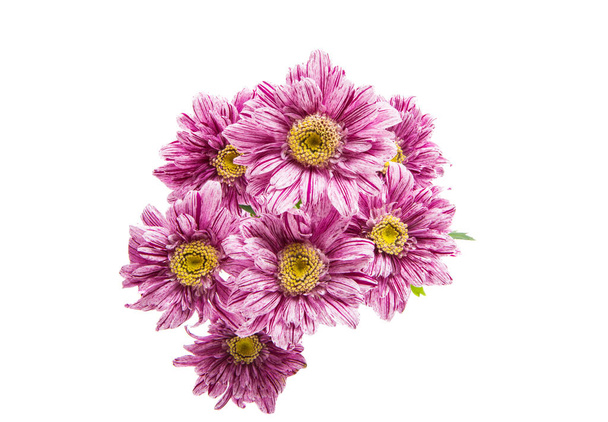 chryzantema różowa kwiaty na białym tle  - Zdjęcie, obraz