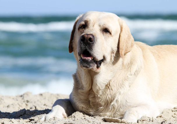 yellow cute labrador playing at the sea portrait - Photo, Image