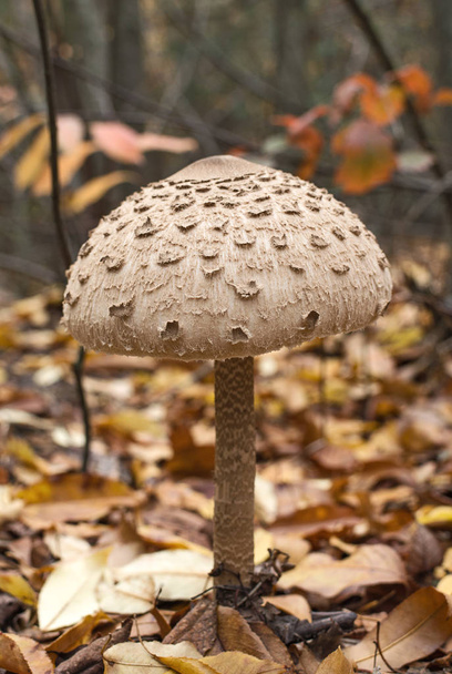 Cogumelo Parasol (macrolepiota procera) nos poros do outono
 - Foto, Imagem