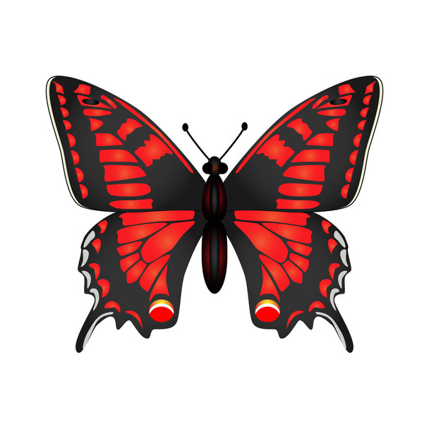   Schmetterling Vektor Illustration isoliert auf weißem Hintergrund. - Vektor, Bild
