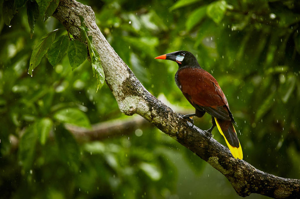 Montezuma Oropendola, Psarocolius montezuma, ave exótica de Co
 - Foto, Imagen