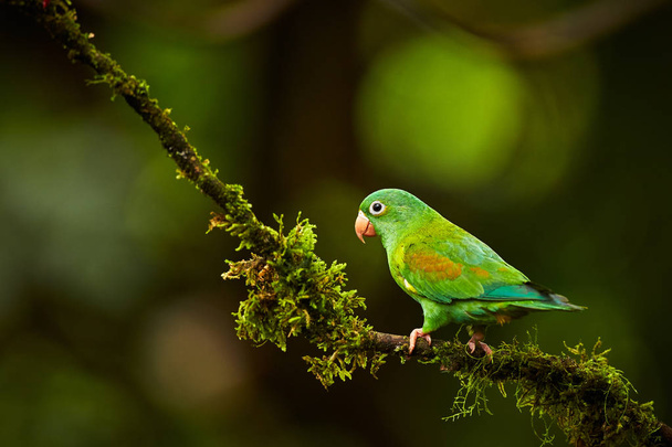 Orange-chinned Parakeet, Brotogeris jugularis, parrot from Costa - Photo, Image