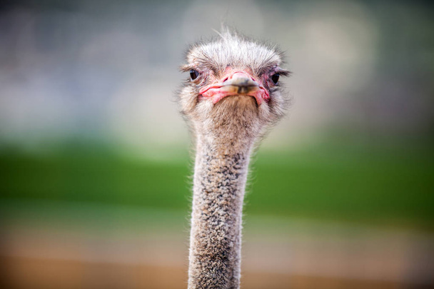 Portrait of a Ostrich, close up - Фото, зображення