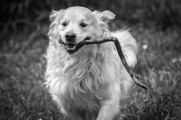 Найкращий друг людини, мій улюблений золотий собака-ретривер на ім'я Принц, приклад милого, ласкавого, грайливого, зрозумілого компаньйона і т. д. що дає мені радість, коли я приходжу на роботу, змушуючи мене забути погані часи
 ... - Фото, зображення