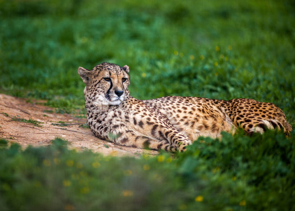 Beautiful Wild Cheetah resting on green fields, Close up - Zdjęcie, obraz