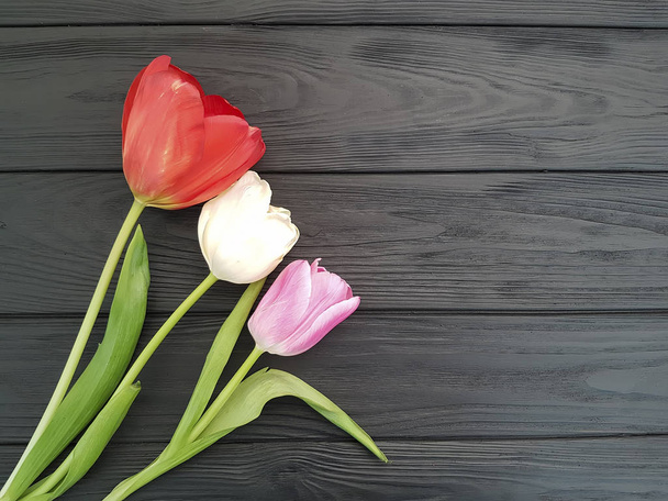 tulip on a black wooden background place for text - Photo, Image