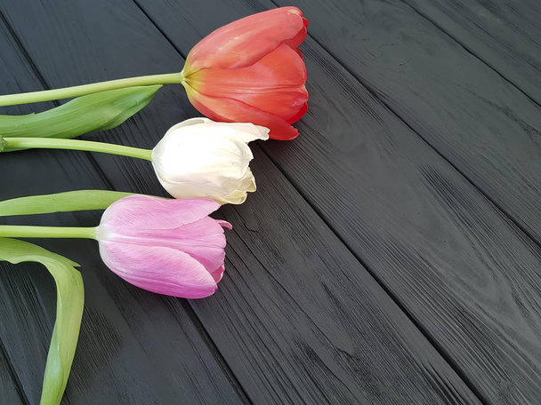 tulipán sobre un fondo de madera negro lugar para el texto
 - Foto, imagen