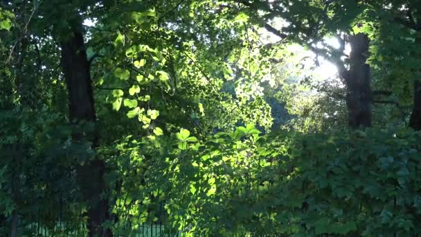 Este napfényben repülő rovar. Fa és kúszónövény növény levelei. 4k - Felvétel, videó