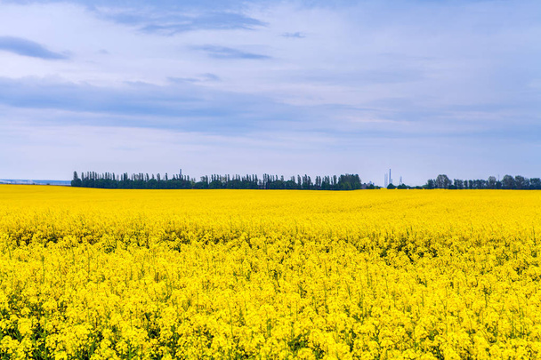 ield of beautiful Yellow flowers - Foto, Bild