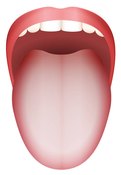 Revestimiento de lengua blanca
 - Vector, imagen