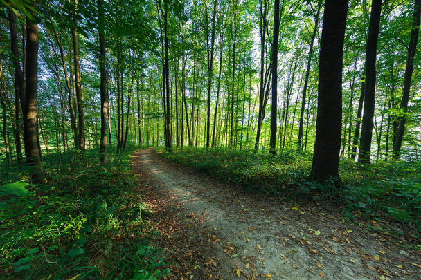 forest trees.  nature background - Fotoğraf, Görsel