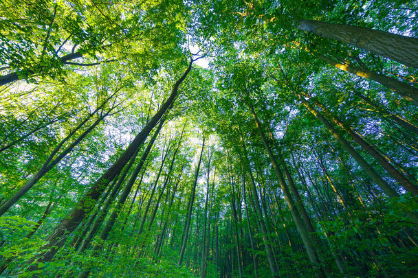 Orman ağaçları. doğa arka plan - Fotoğraf, Görsel