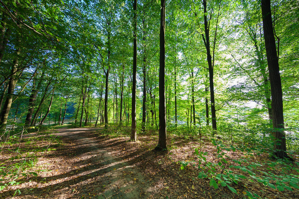 schöner grüner Wald - Foto, Bild