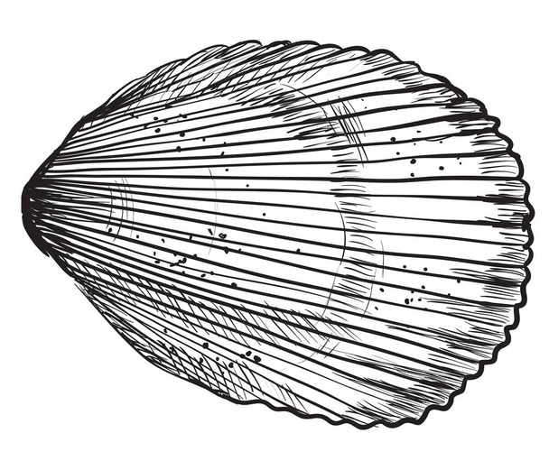 Hand drawing seashell-6 - Vector, Image
