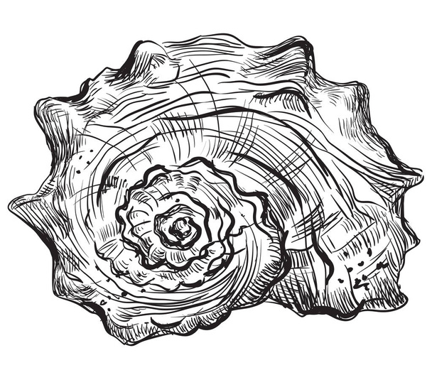 Hand drawing seashell-8 - Vector, Image