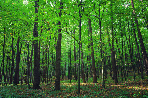 καταπράσινο δάσος - Φωτογραφία, εικόνα