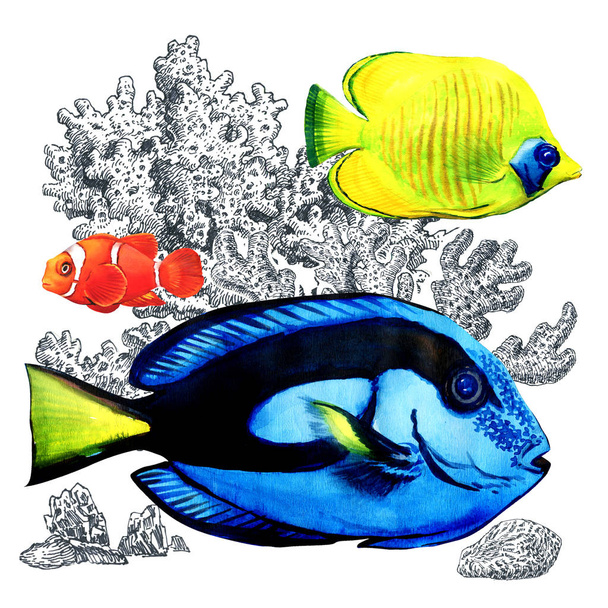 サンゴ、分離された海洋のサンゴ礁の魚たち。水族館でカラフルな海の魚。白い背景の水彩画のイラスト - 写真・画像