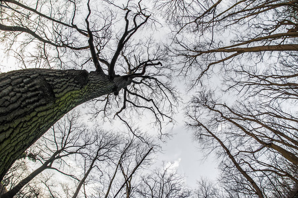 Art, abstract and artistic fisheye view. Forest and tree branch - Фото, изображение