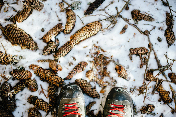 W zaśnieżonym lesie górskim, z bliska buty z czerwonymi sznurowadłami na śnieżnej ziemi i z wieloma szyszkami sosnowymi, zimowa wędrówka w górach - Zdjęcie, obraz