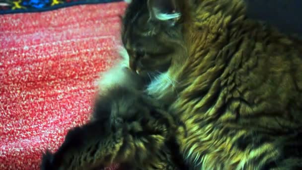 piękny brązowy kot myje zwolnionym tempie - Materiał filmowy, wideo