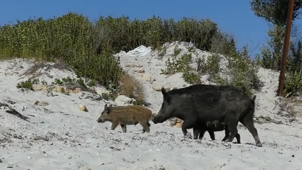 女性イノシシがスローモーションで砂浜の海岸に子豚と歩く - 映像、動画