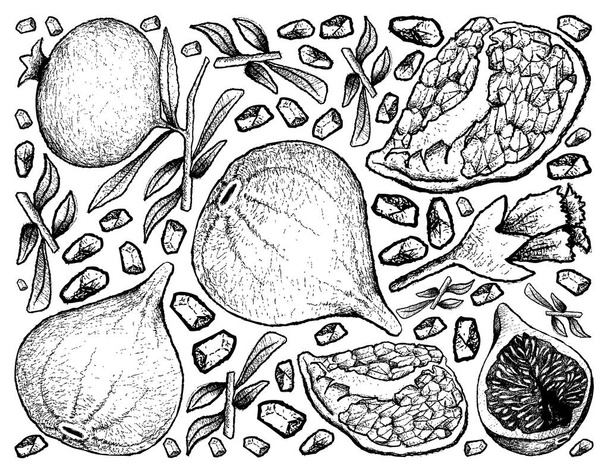 Handgezeichneter Hintergrund aus frischen Feigen und Granatapfel - Vektor, Bild