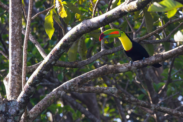 καρίνα τιμολογείται toucan  - Φωτογραφία, εικόνα