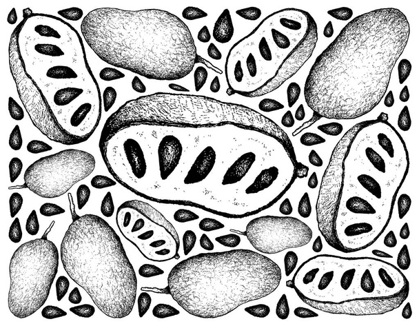 Hand Drawn Background of Fresh Paw Paw Fruits - Vector, Image