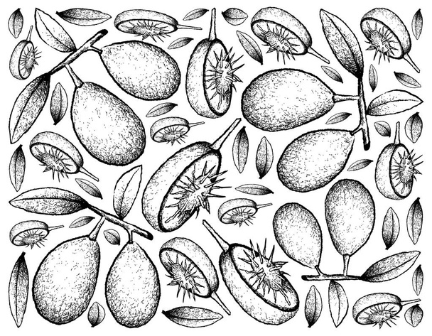Hand Drawn Background of Fresh Ambarella Fruits - Vector, Image