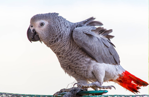Красивий папуга Жако на білому тлі
 - Фото, зображення