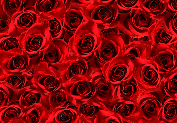 Rote Rosen - Foto, Bild