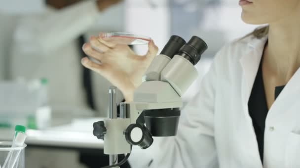 4K Medical researcher working in the lab, analyzing sample under microscope - Video