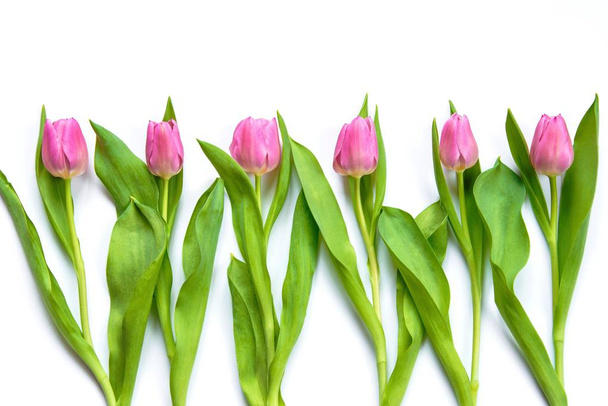 Vista superior de tulipanes rosados dispuestos en línea sobre fondo blanco
.  - Foto, imagen