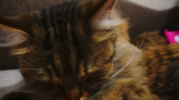 La mujer peina una piel de gato dormida. gato gris mentiras en manta
 - Imágenes, Vídeo