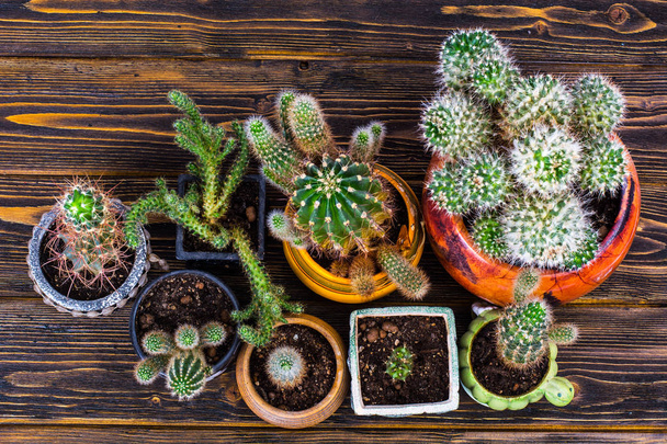 Cacti in pots on old wooden table - Foto, Imagen