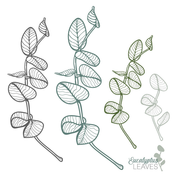 Sketched Eucalyptus Leaves Vector Set - Vector, Image