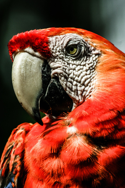 A blue and yellow macaw closeup - Photo, Image