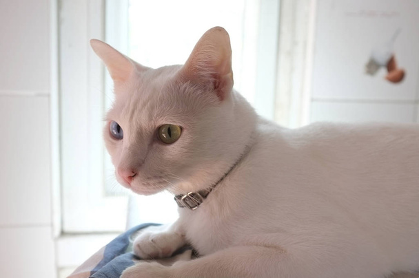 Siamská čistě bílé kočky tvář. Kočičí oči liché má jedno Zlaté oko a jeden modrý. Koncept roztomilé zvíře - Fotografie, Obrázek