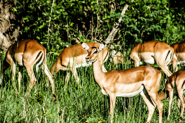 Impalas in masai mara - Kenia - Foto, afbeelding