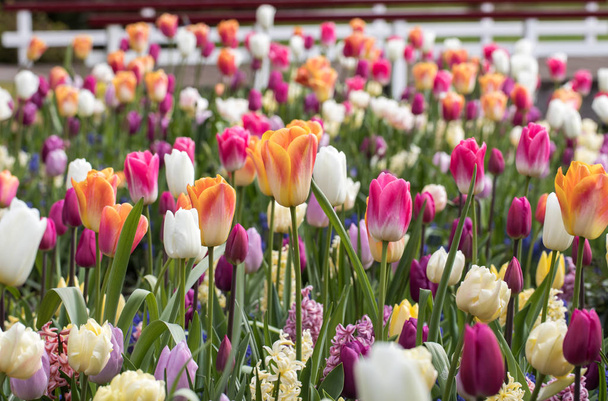 tulipes et jacinthes colorées fleurissant dans un jardin
 - Photo, image