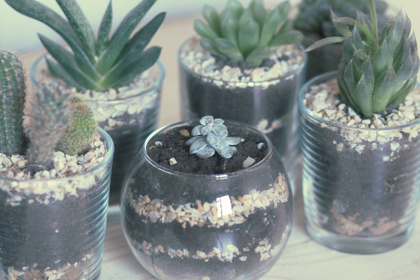 succulents in modern monimalistic pots, cactus on wooden table against white background, plants indoor - Fotó, kép